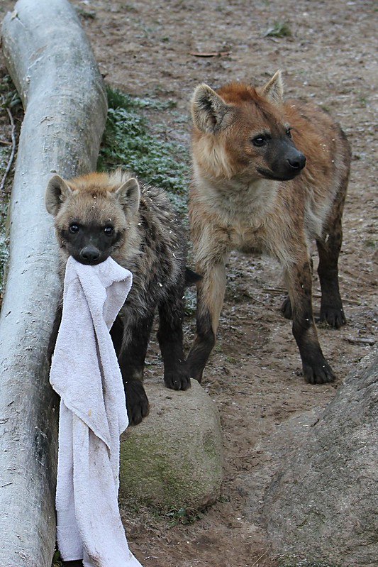 HourlyYeen tweet media