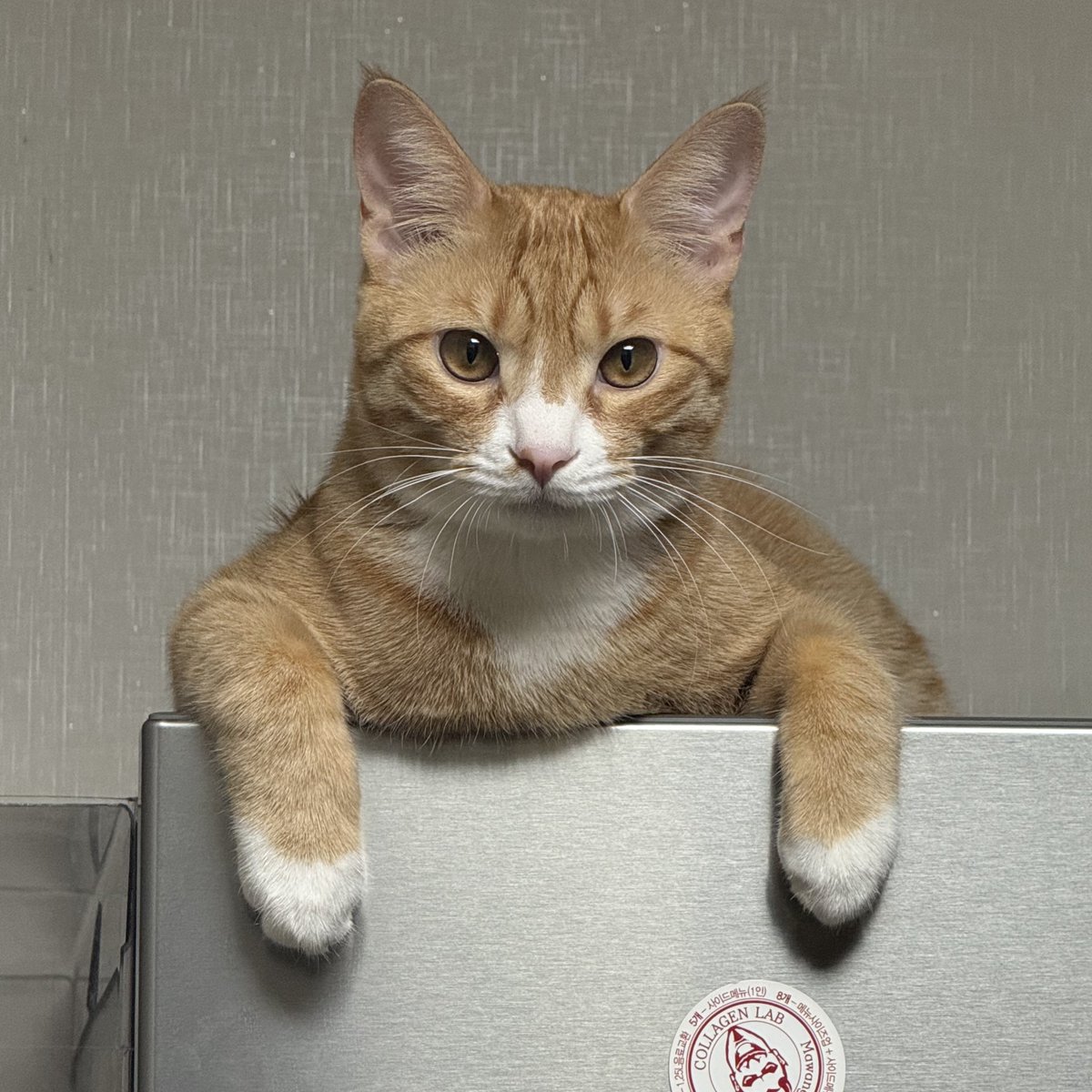 핸드폰에 이런 거 달던데 뭐더라... 히퍼? 이건 냉장고 히퍼인가?