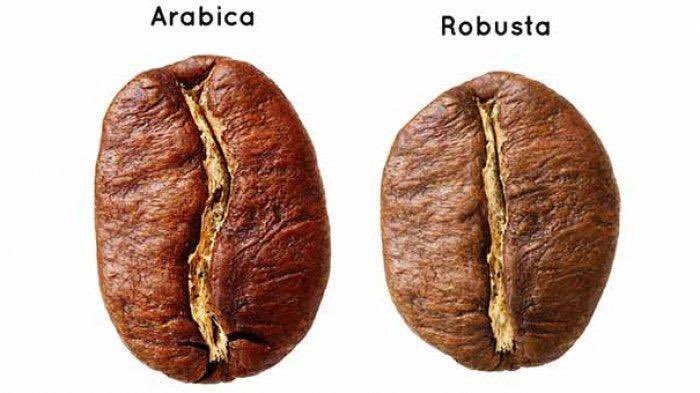 Kopi Arabika vs Kopi Robusta

1. Kafein Robusta 2x lipat
2. Arabika lebih asam tp ada manisnya, Robusta cenderung rasa pait
3. Arabika lebih lembut dan kaya aroma bunga2an dan buah2an, Robusta lebih strong
4. Arabika bentuknya lonjong sedang Robusta lebih bulat
5. Arabika baiknya