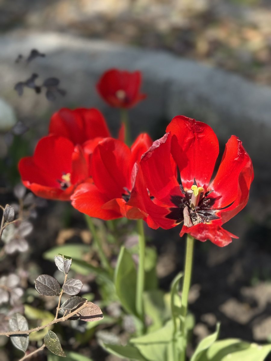 RRustogi's tweet photo. Tulips in my brother's beautiful garden in India. https://t.co/vLz64eJe2t