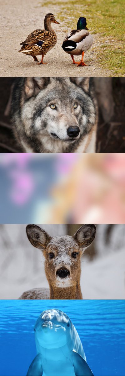 AngelaPark95128's tweet image. (1/7)　SFW