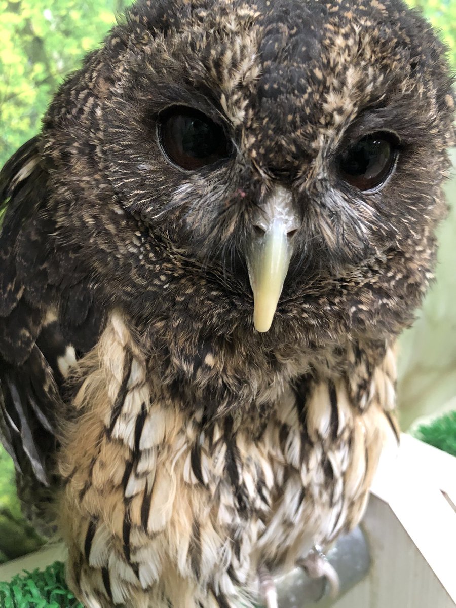 ただいまのお時間、フクロウさんのご飯体験ご案内しております！
15:30〜17:30までのお時間限定のご飯体験になります✨

ご興味のある方、ぜひお立ち寄りください！

#池袋 #動物カフェ #アニマルカフェ #小動物 #爬虫類 #ふくろう #smallzoo