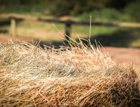 Denmark in Kenya tweet media