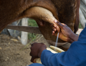Denmark in Kenya tweet media