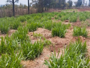 Denmark in Kenya tweet media