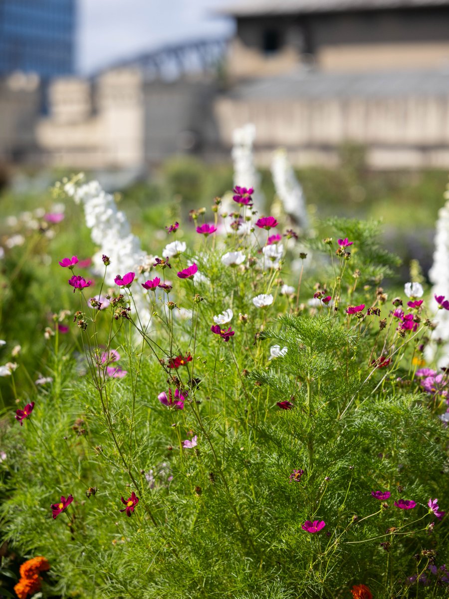 Botanic Gardens of Sydney tweet media