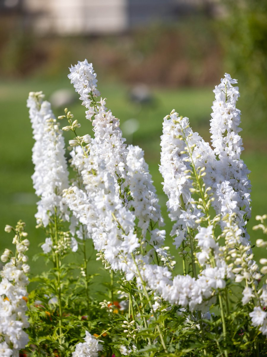 Botanic Gardens of Sydney tweet media