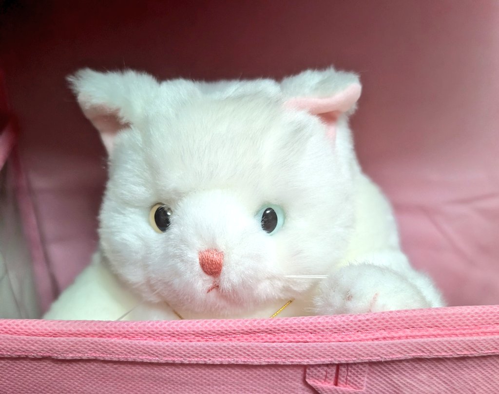 うちのキティちゃん😼