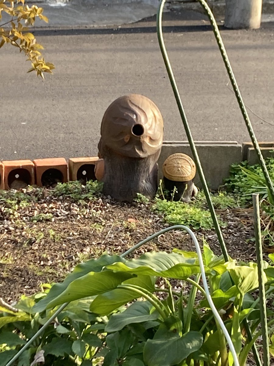 Post by 極すずね on X: たぬき