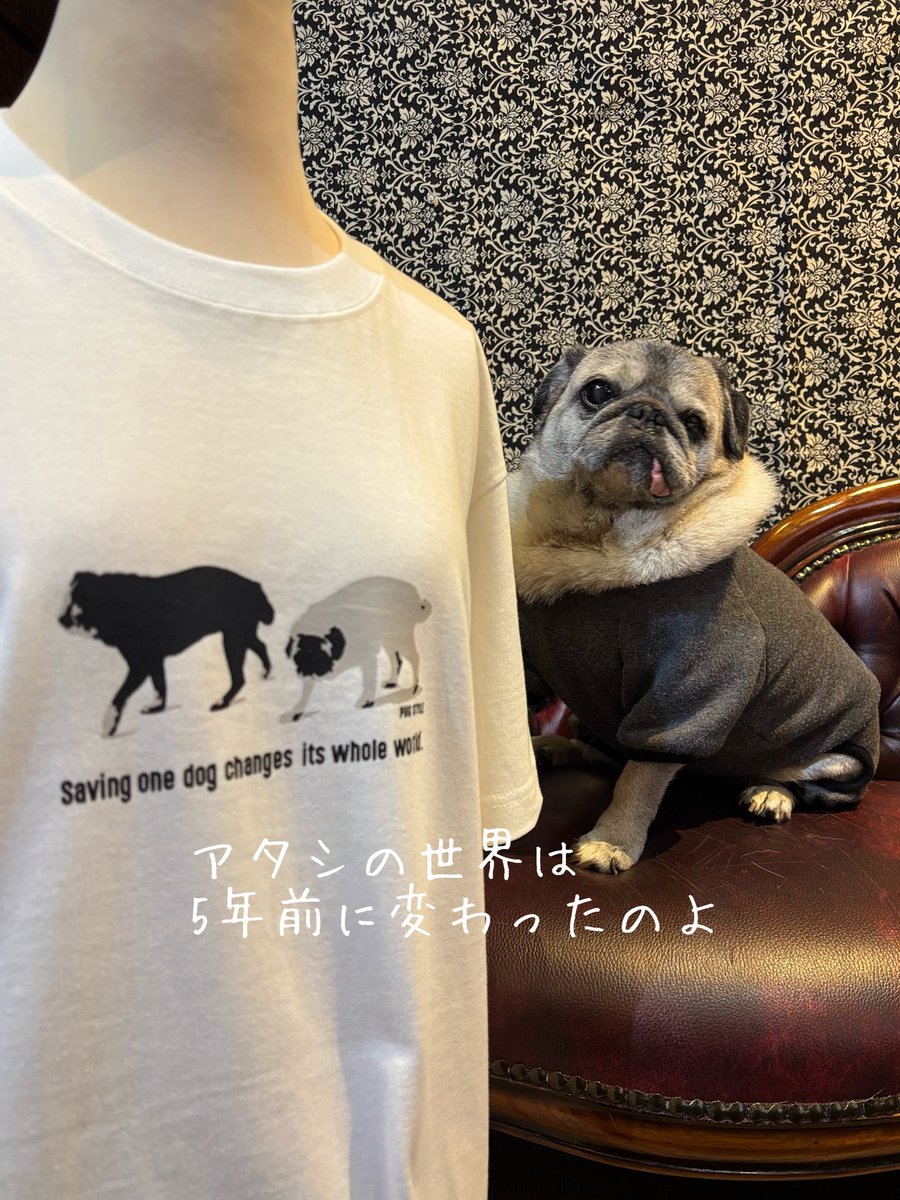 パグスタイルヨウイチ (@pugstyle41) / Posts / X