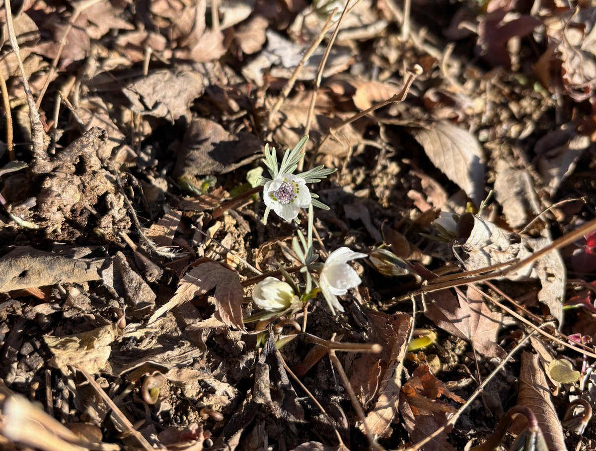中庭通信】 バイカオウレンが 小さく可愛らしい花を 今年も咲かせまし