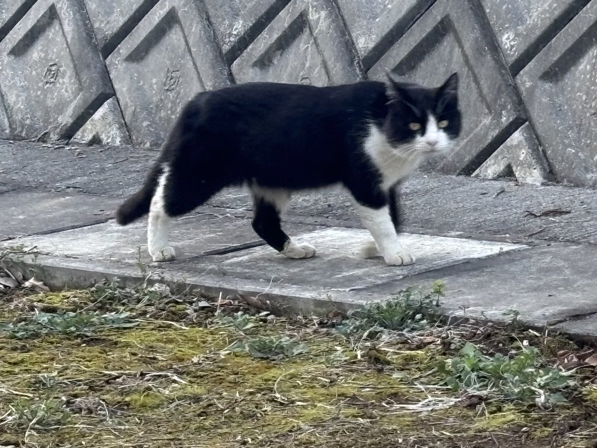 久しぶりの職場近所のネコ🐈‍⬛