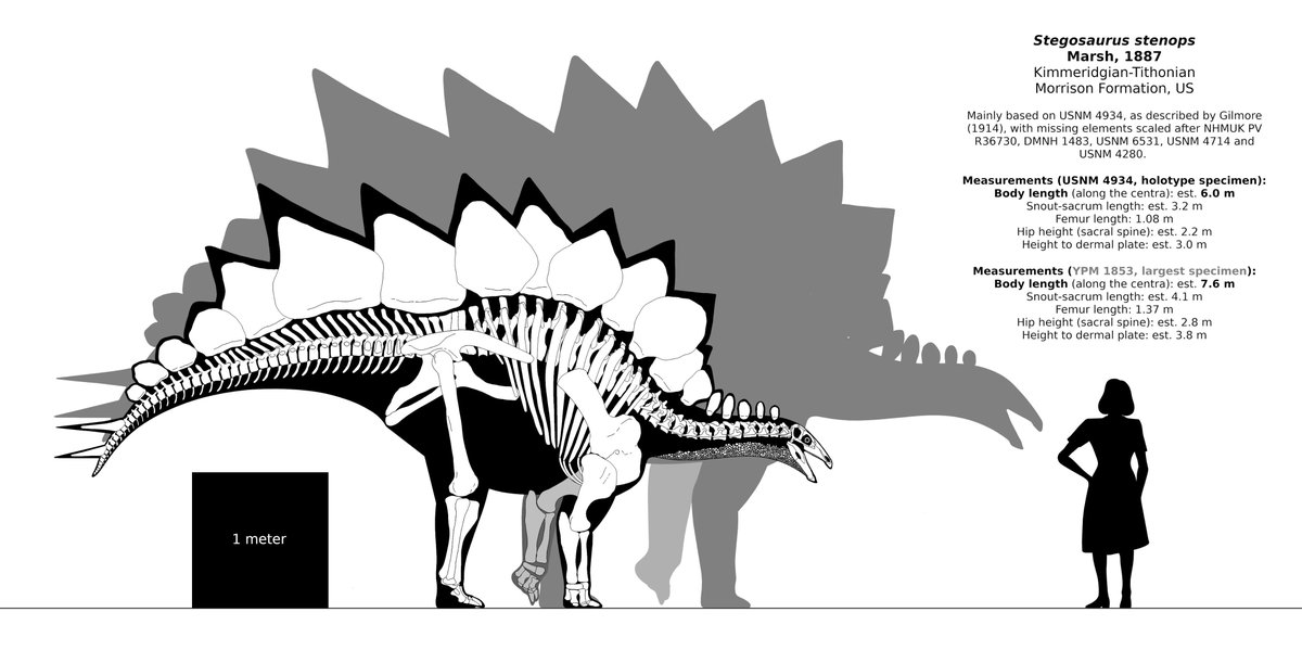 Les presento a "Apex", uno de los ejemplares mas grandes y completos de stegosaurus.
stegosaurus era genuinamente un animal bastante grande