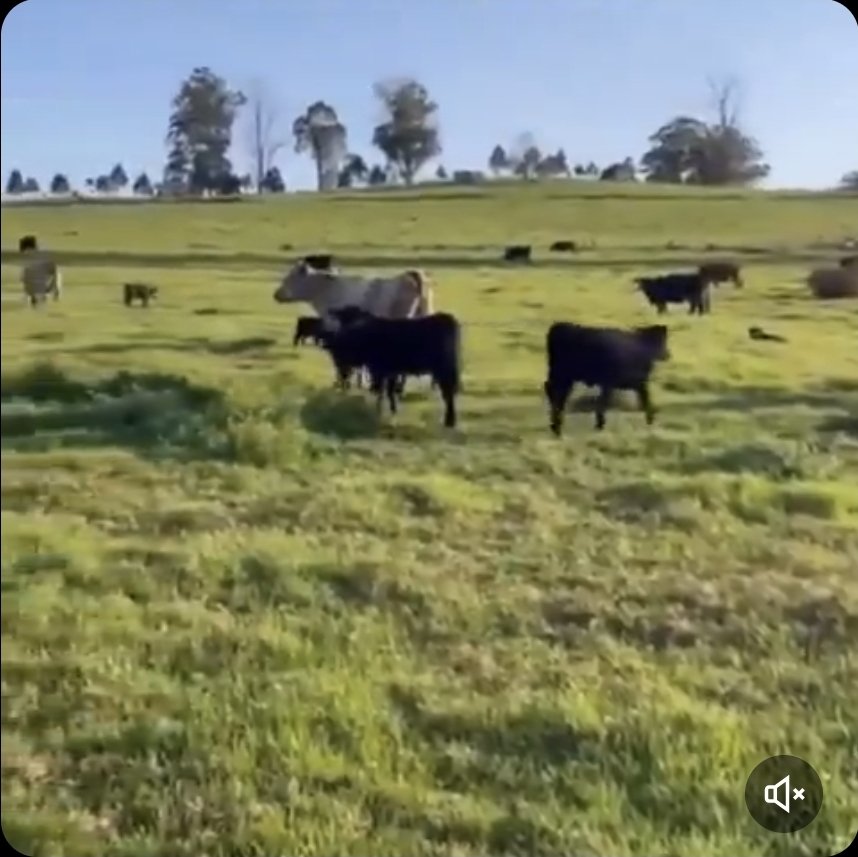 tinehendriks's tweet image. Te weinig zonuren... sjah. Teveel vliegtuigen? 
Anyway: de koeien zijn slecht voor het klimaat..
#chemtrails #blockingthesun #sunblocking #klimaatwaanzin