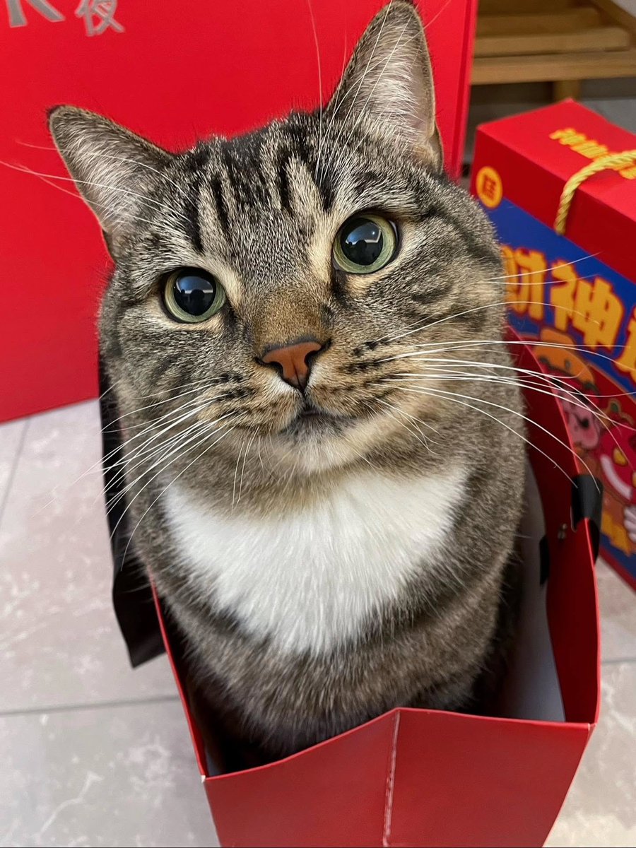 JoyfullCat's tweet image. 