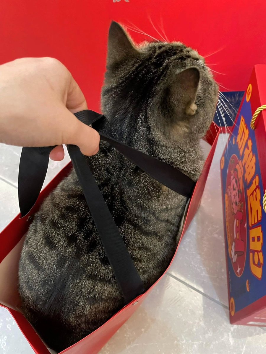 JoyfullCat's tweet image. 