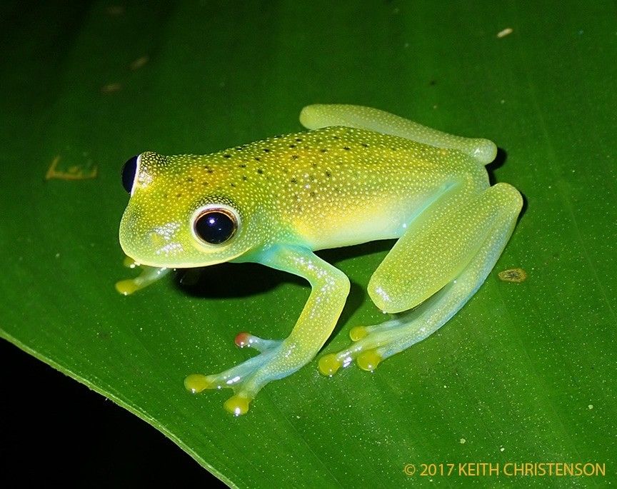 WildLifeCore's tweet image. See-through superstar 🌿🐸✨
The glass frog rests on leafy branches, its translucent skin glowing like living crystal 🌙💚
Tiny, rare, magical—nature’s little jungle gem 💫🌿#wildlife #fypシ゚viral #frog