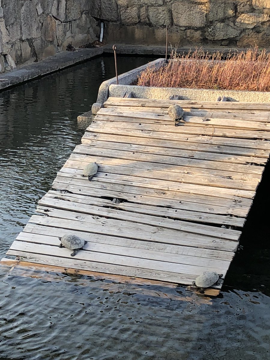 youcomputer's tweet image. 甲羅を干す亀々