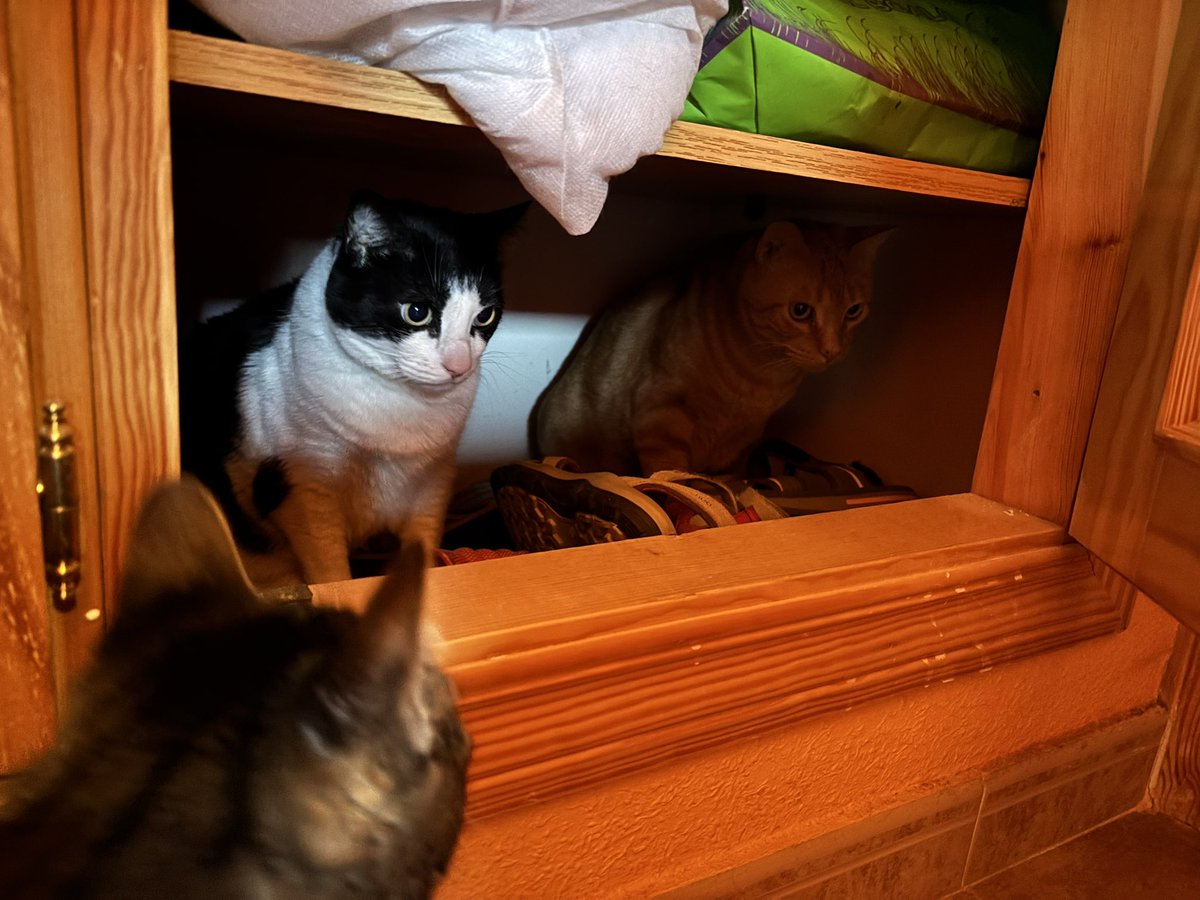 Fijaos lo que nos hemos encontrado en el armario… resulta que estos dos no pueden estar a menos de 1 metro de distancia porque se pegan y de repente abrimos el armario y estan los dos ahi metidos… 

#hechoamano #catlover #regalosoriginales #regalopersonalizado
