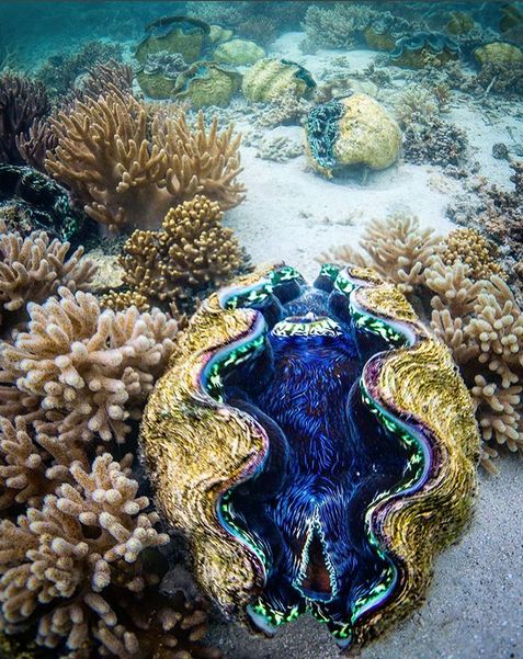 WildLifeCore's tweet image. Treasure of the reef 🐚✨🌊
The giant clam rests beneath crystal waters, glowing with hidden colors and quiet power 💙🌈
Massive, mysterious, unforgettable—nature’s living ocean gem 💫🖤#wildlife #fypシ゚viral #ocean