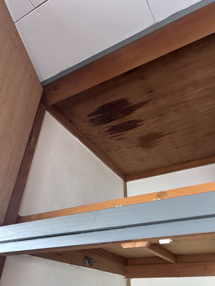 santaleaf3's tweet photo. 天井に雨染みが出来ていたので
雨漏り？と思って
天井裏に上がってみたら
原因はなんと蜂蜜でしたww https://t.co/ZiAkWCSn2B
