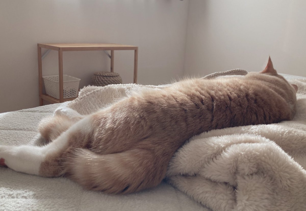 舞茸うまい tweet media