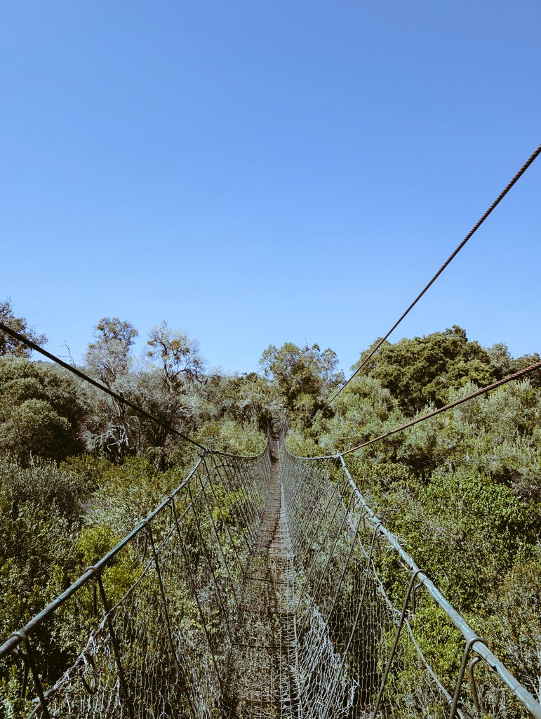 ms_mutegi's tweet photo. Good morning from Ngare Ndare Forest. The 6th time is a charm I guess. https://t.co/8SlmCeRSUF
