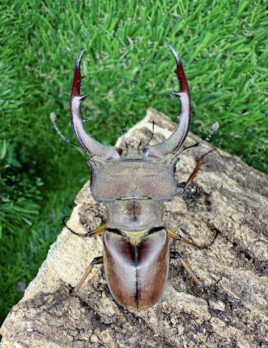 かぶぶくわわ (@mushi_lowkun) / Posts / X