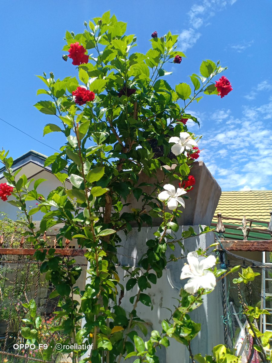 Hibiscus tower sdh mulai rimbun, warna bunganya kontras sekali. Sayang Melati Costa di bagian bawah kurang subur, harus diganti dgn tanaman lain yg akarnya nggak terlalu dalam, mungkin Rain Lily saja.
x.com/i/status/19873…