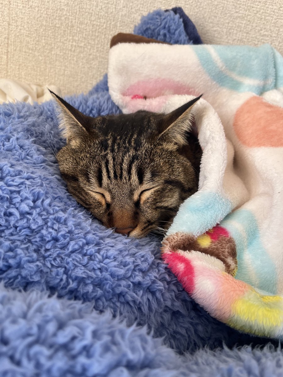 Qoochan1107's tweet photo. 全然ツイートしてないのは、仕事が忙しいからです。(今も仕事中)
もっと色々やりたいんだけど、老婆がデイサービスだけでは、やりたいこともできない。
ほにちゃんの写真載せておきますね🍀 https://t.co/n6MLmiTppe
