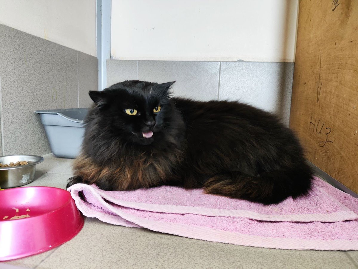 В пн повертається б на вулицю в село без їжі …. 
Без злості та засуджень просто всі волонтери на межі фінансів та фізичних 

0 (50) 205 89 36 Наташа