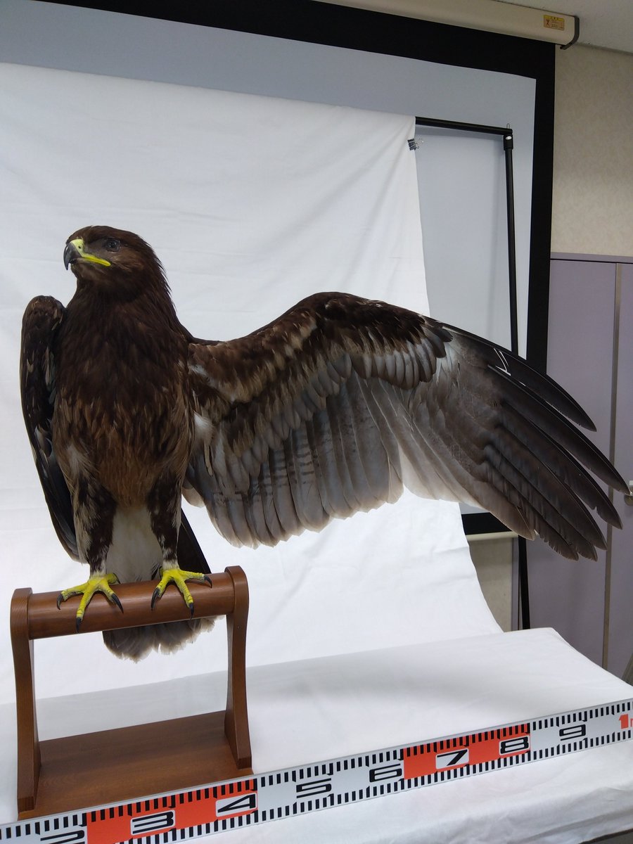 Raptors_C_C's tweet photo. 現在、収蔵資料全ての写真撮影を実施中。多くの人に見てもらえたらと思いまして、収蔵資料画像の公開��考えています。こちらは実際の剥製展示でも出番の少ない”カラフトワシ”。実際に見られたらちょ～ありがてぇワシだったりします。
＃イヌワシみらい館
＃猛禽類保護センター
＃鳥海イヌワシみらい館 https://t.co/QJm0Mb8a3d