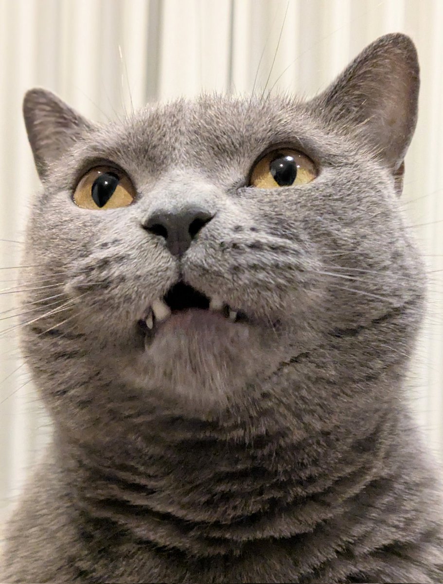 たぬを (@nekonotanukikun) / Posts / X