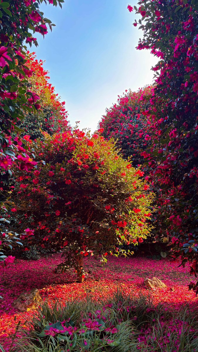제주동백수목원, 힐링 제대로 하고갑니다🥹