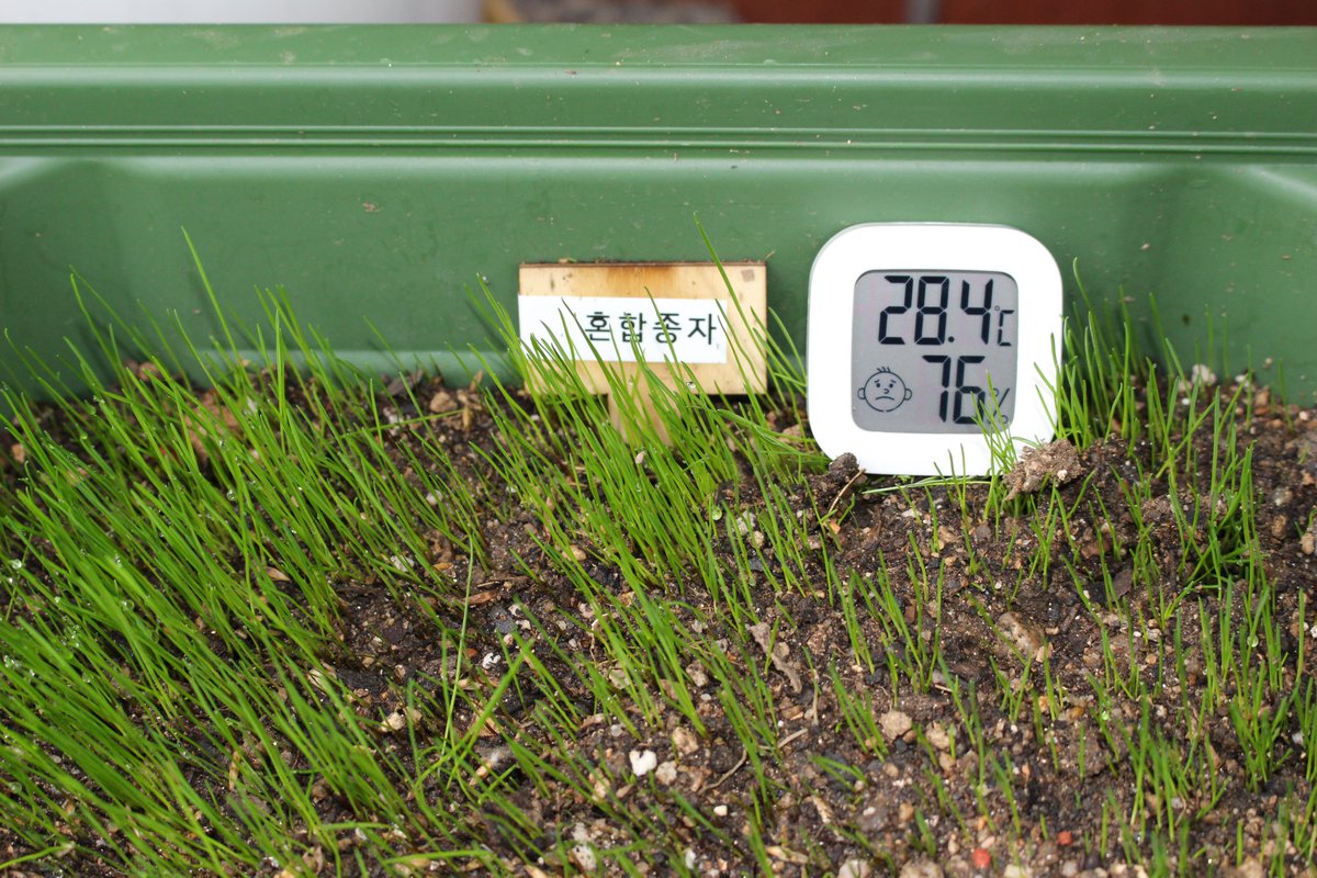 skhanaro's tweet photo. 잔디씨앗 고르기 헷갈리면 이렇게 보세요👇
🌱 화분 발아율 테스트(각 5장)

빠른 반응=혼합종자
튼튼함=톨훼스큐(Ky-31)
촘촘함=켄터키블루그라스✨

실제 발아 사진 기록은 쇼핑스토리에📸
https://t.co/h1qffWYuEZ

#잔디씨앗 #풀씨 #잔디씨 #비탈면잔디 #시드팜 https://t.co/aKZKMPbeFH