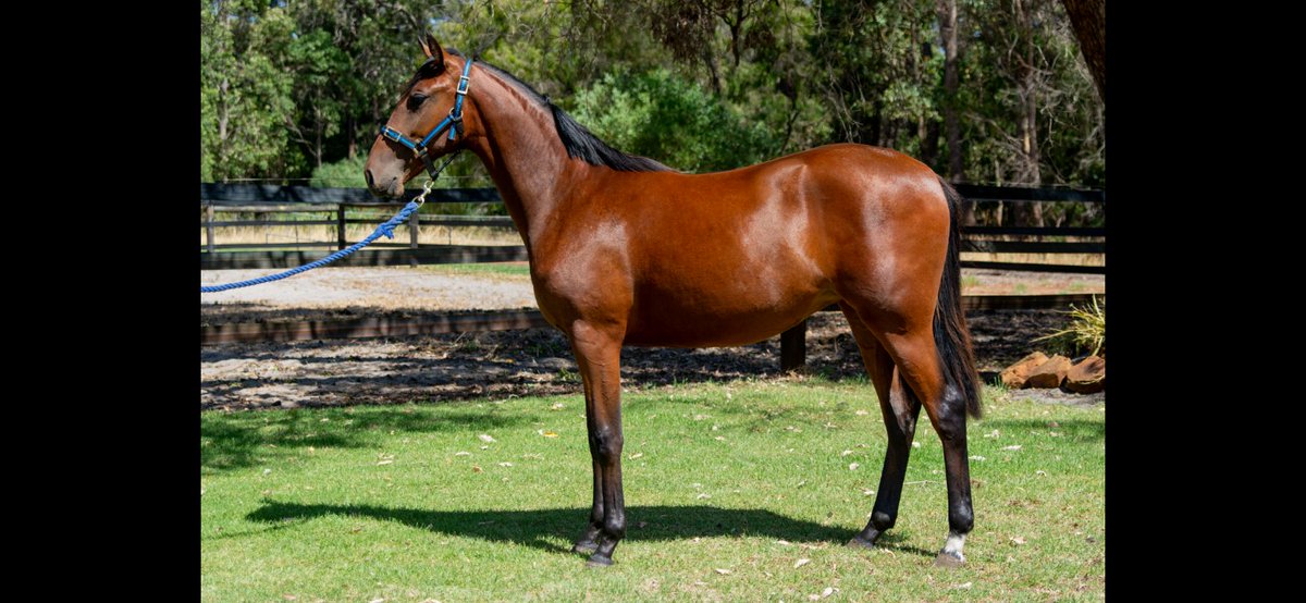 Lot 318 Very well bred filly out of lightly raced SHEZA MIKIMOTO/PEBBLE BEACH.Perth Yearling Sales