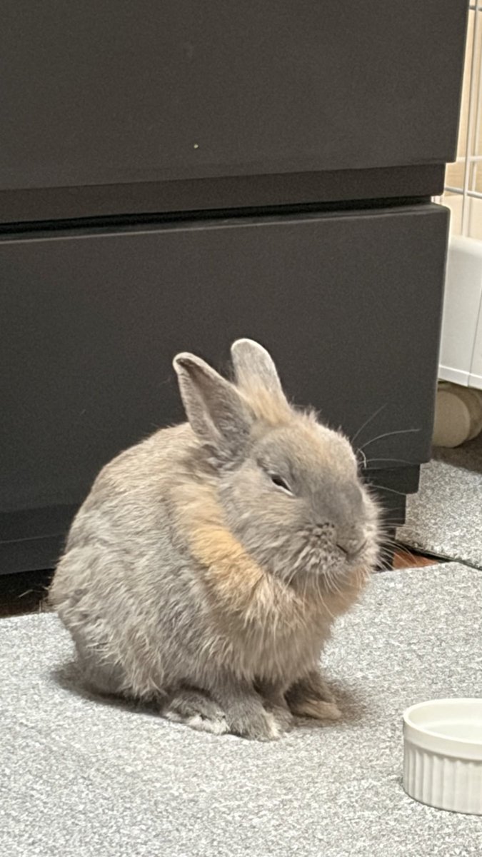 素人は黙っとれ_____🐰