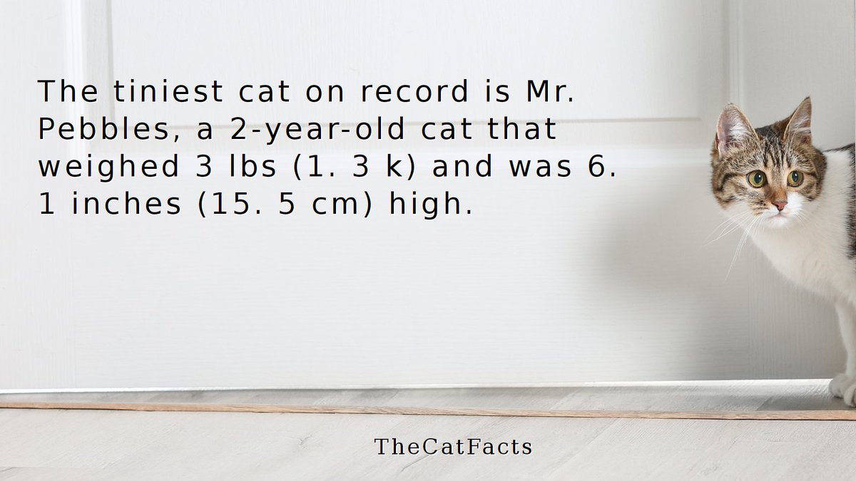 TheCatsFact's tweet image. Meet Mr. Pebbles! The world's tiniest cat weighed only 3 lbs and was just 6.1 inches tall! 😻 #TinyCat #CuteCats