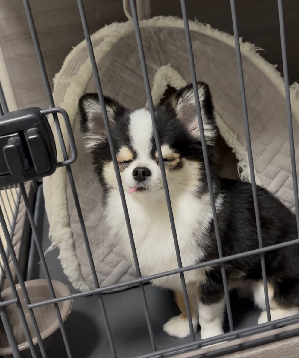 <a href="/25_nonbiri/">みぃ🐶</a> これでも構ってもらえなくて落ち込むシーンもあります🎬