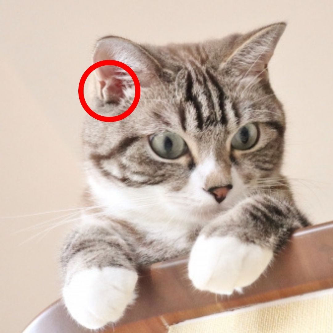 猫の耳の付け根にある可愛いフリルの事を「ヘンリーのポケット〜Henry’s Pocket」って名称

磁気・電波の研究家ジョセフ・ヘンリーの名に由来し、音の高低をポケット内で分離増幅させ、獲物の出す高周波音を鮮明にしているそう。 mtbrs.net/ps_triviahour_…