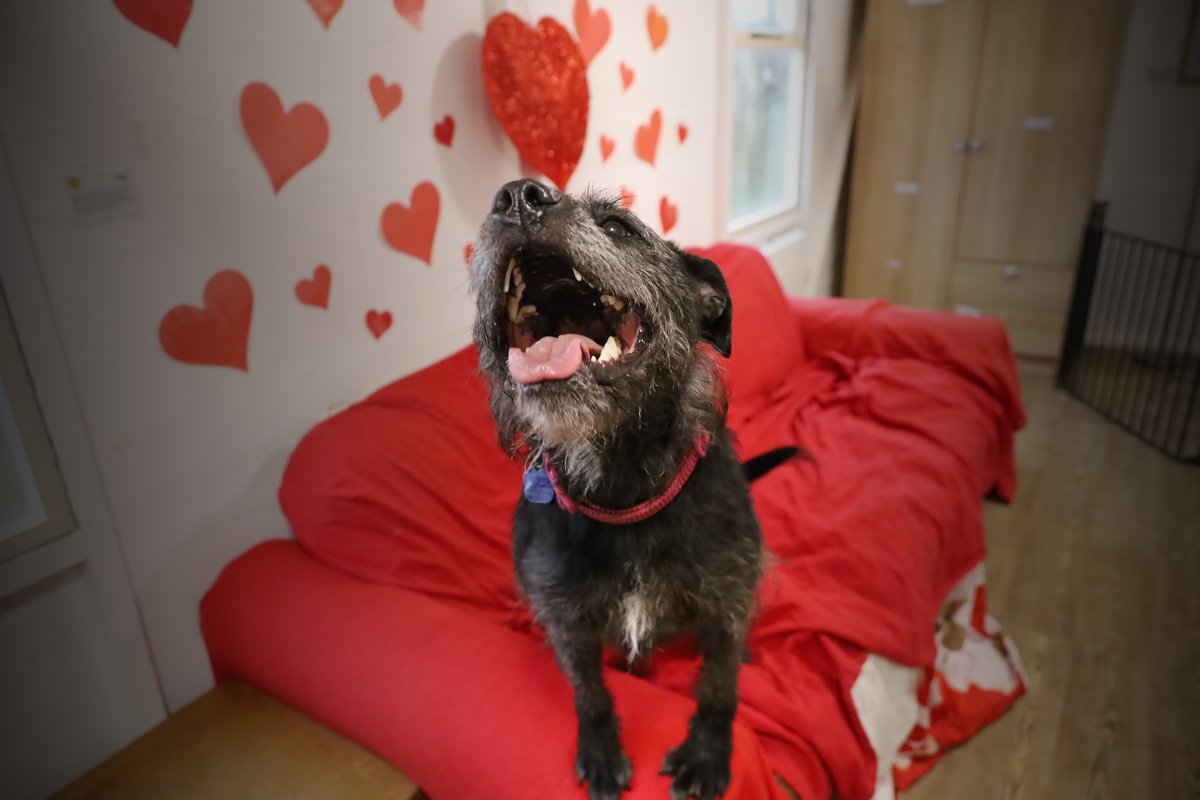 Dogs Trust Leeds tweet media