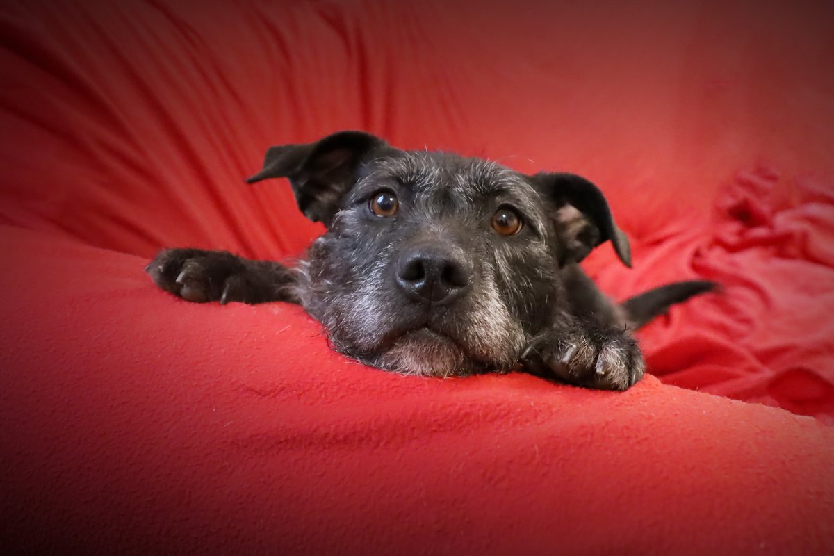 Dogs Trust Leeds tweet media