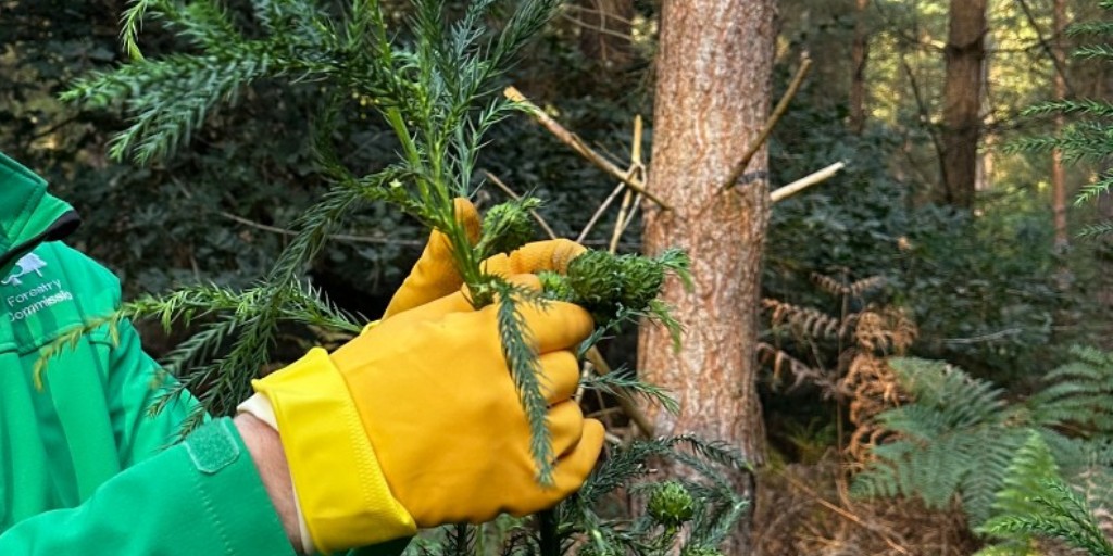 Forestry Commission tweet media