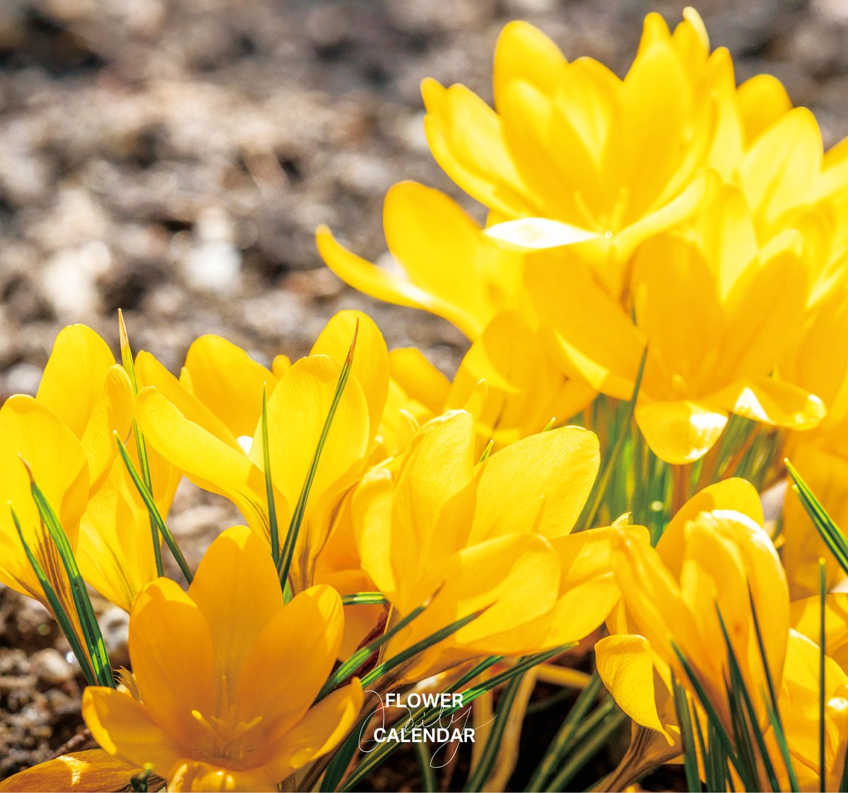 クロッカス｜花の日めくり

花言葉「青春の喜び」

春先に大きな6弁花を咲かせる地中海沿岸地域原産の球根植物。
「幸福の使者」とも呼ばれ、青春を象徴します。
花色は黄、紫、白などさまざまです。
名前はギリシア語の「krokos（糸）」に由来します。