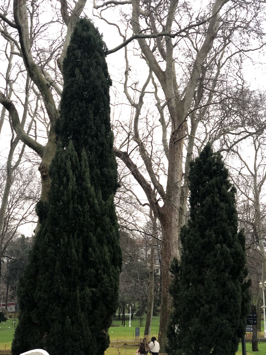 ben bir ceviz agacı mıyım değil miyiö