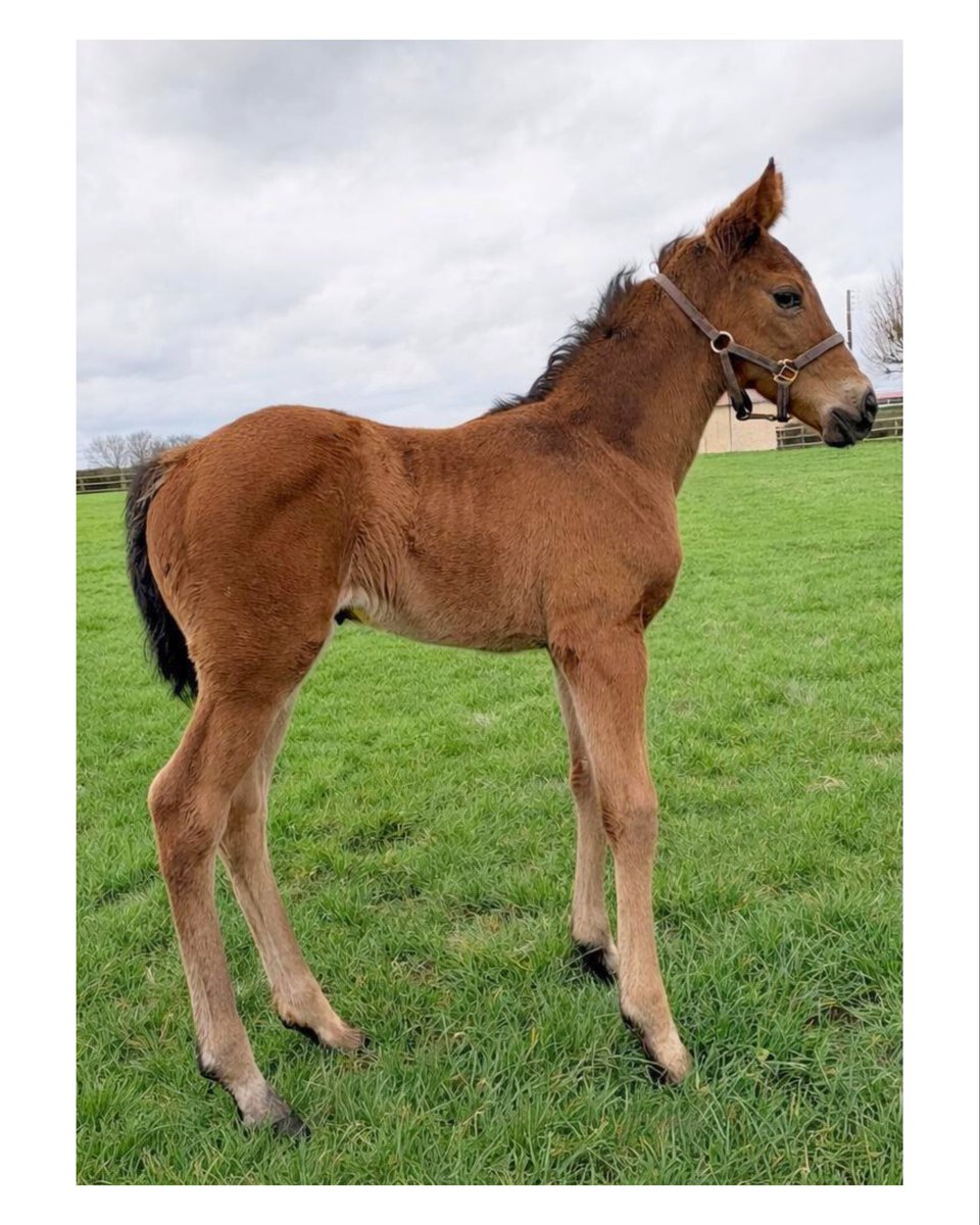 Haras du Buff tweet media