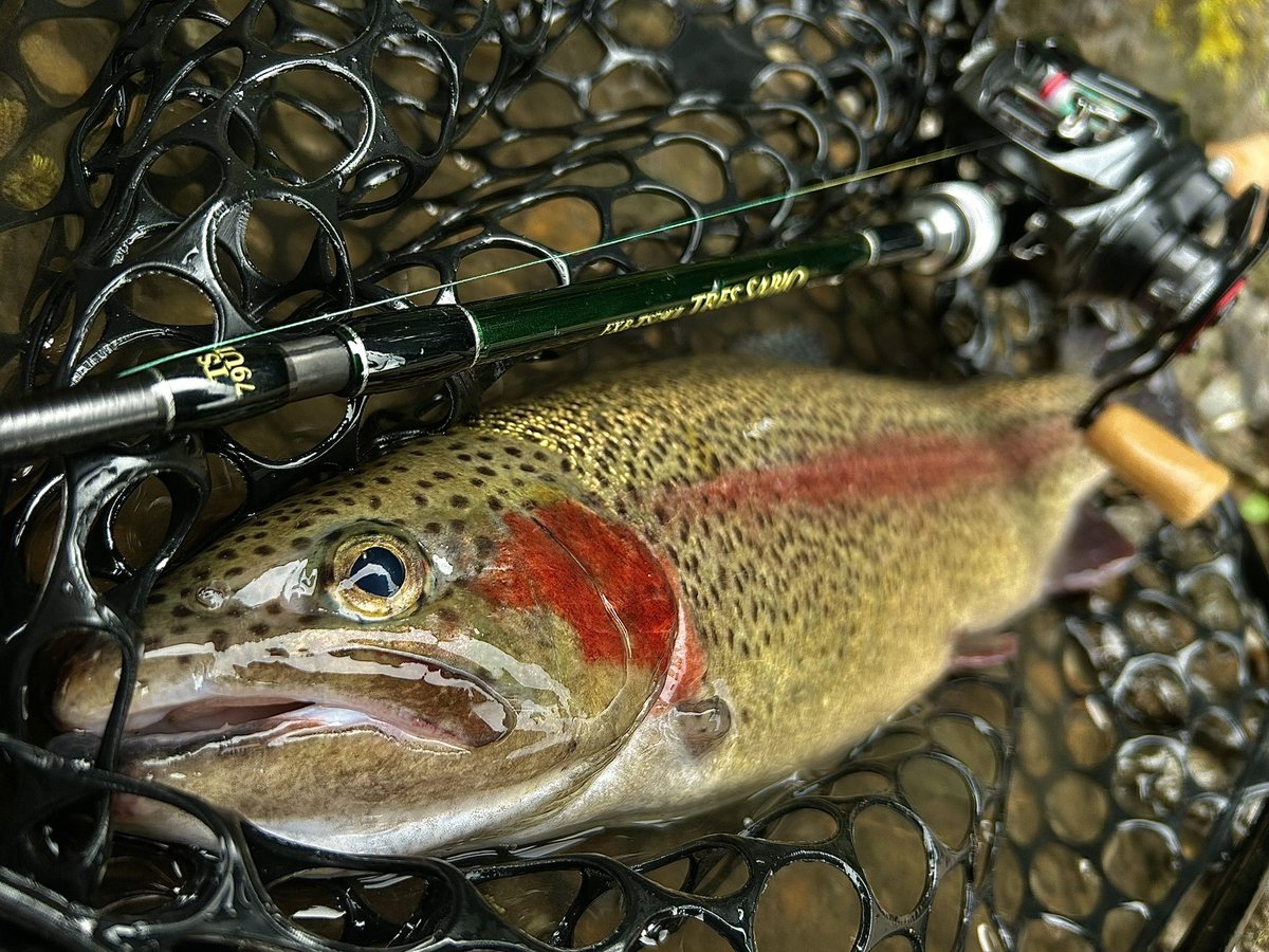 こばいぬ tweet media