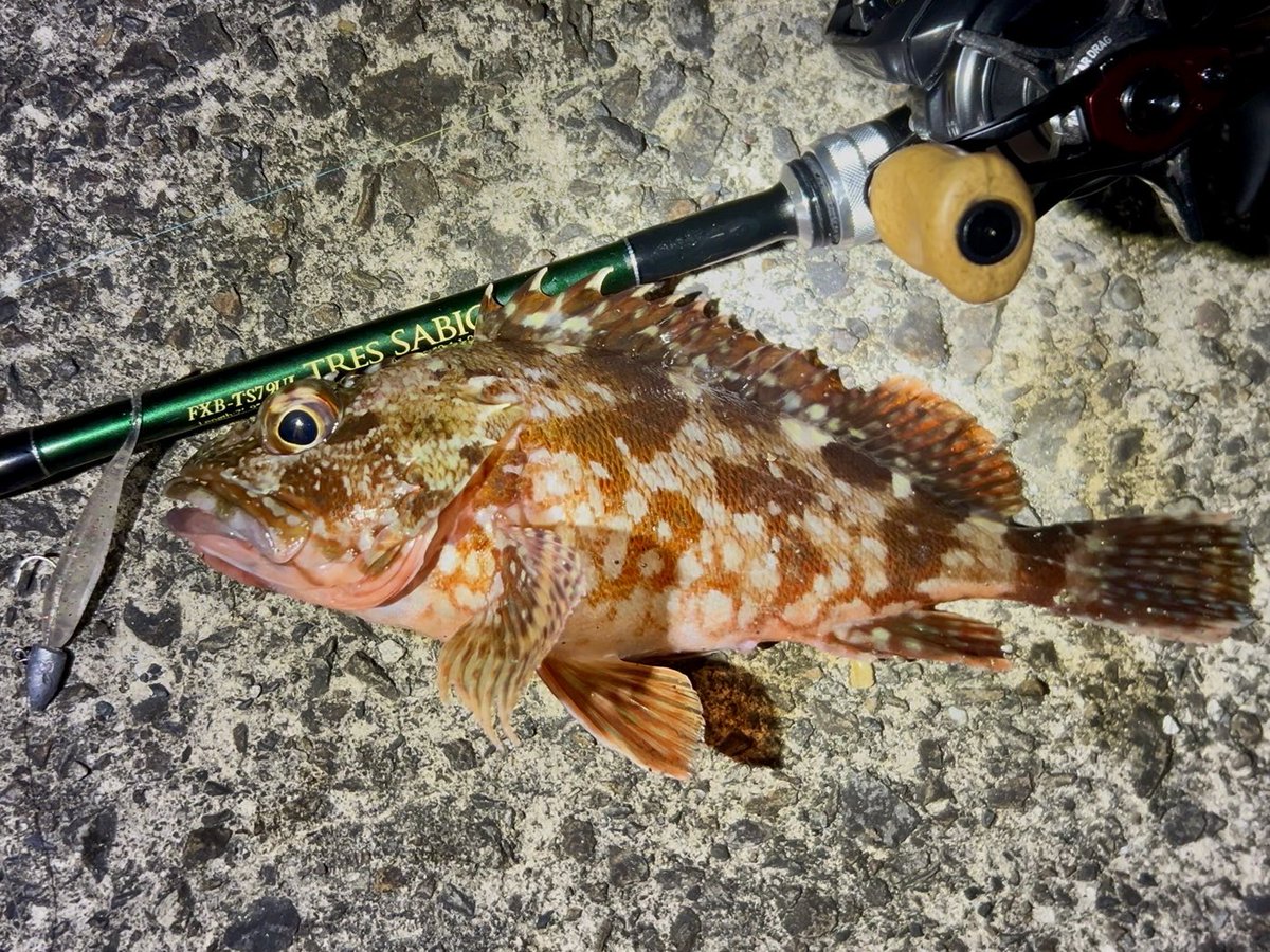 こばいぬ tweet media