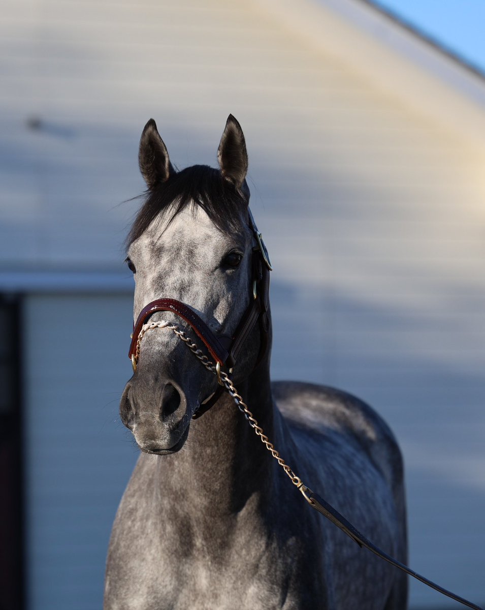【お知らせ】
新種牡馬ミスティックロア号が2月14日から種牡馬デビューします！

先日の試験種付もとても上手にこなし、種牡馬としての資質も持ち合わせる本馬！

種付料は受胎条件20万円！
お得な前払い条件もありますので、お問合せは事務局のジェイエスまで！

#アロースタッド
#ミスティックロア