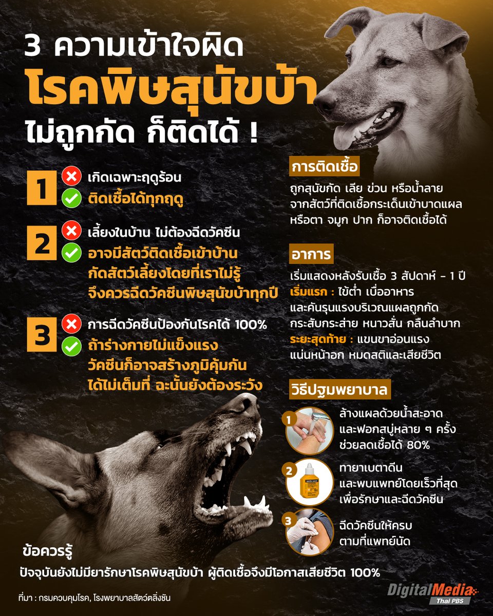 ThaiPBS's tweet photo. 🐕 3 ความเข้าใจผิด “โรคพิษสุนัขบ้า” ภัยใกล้ตัวต้องระวังไม่ถูกกัด ก็ติดได้ !
.
📌อ่านต่อ : https://t.co/vGsHvdPx5W
.
ช่วงนี้มีข่าวโรค #พิษสุนัขบ้า กลับมาให้คนได้ตื่นกลัวอีกครั้ง เพื่อลดความเสี่ยงติดโรค มาทำความเข้าใจ “โรคพิษสุนัขบ้า” ที่แม้ไม่โดนสุนัขจรตามท้องถนนกัด แต่เราก็มีโอกาสติดเชื้อได้
.
#ThaiPBS #ThaiPBSNOW #ThaiPBSCare